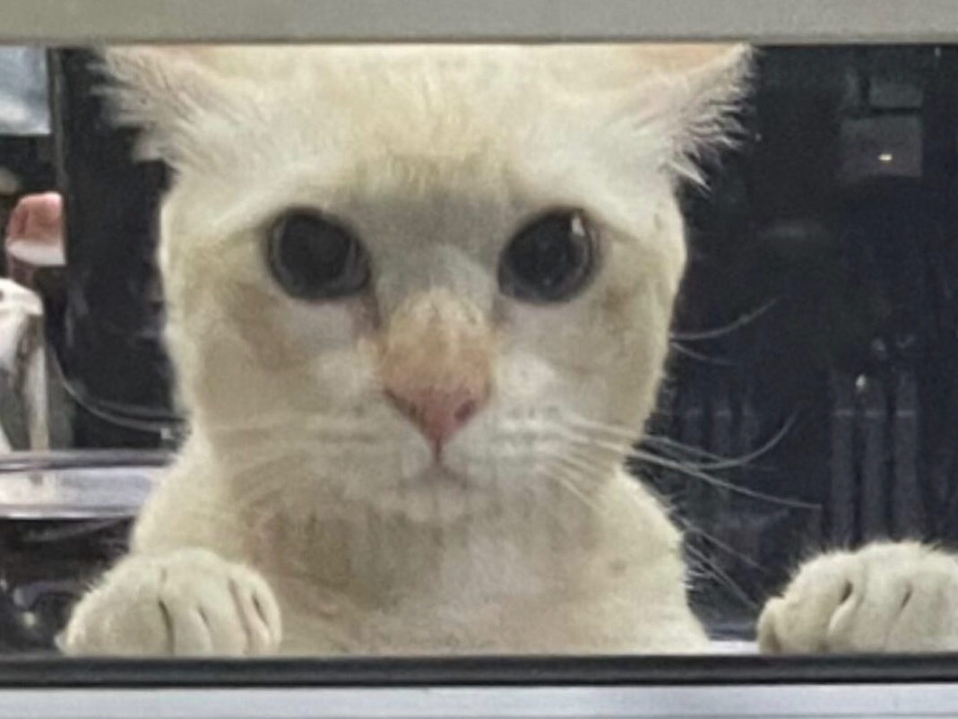 cat looking out of window